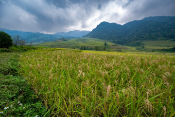 Terraced rice landscapes. Cao Phong District, Hoa Binh, Vietnam. Photo: Michael Major for Crop Trust