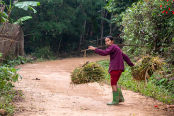 Woman carrying fodder. Cao Phong District, Hoa Binh, Vietnam. Photo: Michael Major for Crop Trust