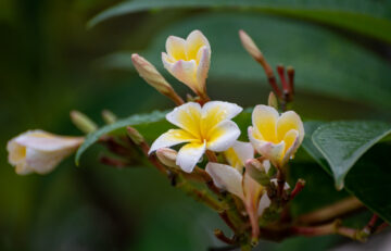 Photo: Michael Major for Crop Trust