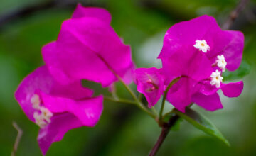 Photo: Michael Major for Crop Trust