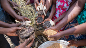 Demonstration of prodution of biochar in Atti-apédokoè, Togo. Improving Agricultural Resilience to Salinity through Development and Promotion of Pro-poor Technologies (RESADE). Visit to Togo, 23-25 August 2023. Photos: MIchael Major for ICBA
