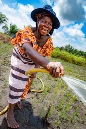 Ewi AGBENOU irrigating rice at hub in Atti-apédokoè. Improving Agricultural Resilience to Salinity through Development and Promotion of Pro-poor Technologies (RESADE). Visit to Togo, 23-25 August 2023. Photos: MIchael Major for ICBA