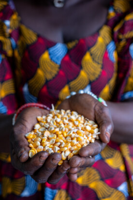Members of the Jahuur Farmers’ Cooperative attended a training session provided by the Gambian National Agricultural Research Institute (NARI) to learn how to make their own ‘fortified’ porridge using pearl millet, cowpea, maize and groundnut.
Photo taken during a visit to The Gambia on 27-29 August 2023 to document success stories under a project “Improving Agricultural Resilience to Salinity through Development and Promotion of Pro-poor Technologies (RESADE)” implemented by the International Center for Biosaline Agriculture (ICBA) and funded by the International Fund for Agricultural Development (IFAD) and the Arab Bank for Economic Development in Africa (BADEA).
More information about the project can be found at: resade.biosaline.org/
Photo credit: Michael Major for ICBA