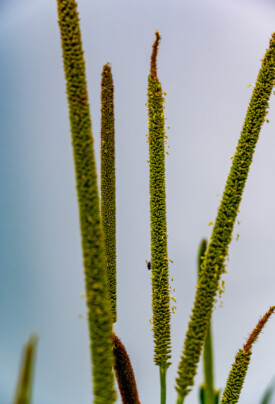 Pearl millet. Jahaur, The Gambia.
Photo taken during a visit to The Gambia on 27-29 August 2023 to document success stories under a project “Improving Agricultural Resilience to Salinity through Development and Promotion of Pro-poor Technologies (RESADE)” implemented by the International Center for Biosaline Agriculture (ICBA) and funded by the International Fund for Agricultural Development (IFAD) and the Arab Bank for Economic Development in Africa (BADEA).
More information about the project can be found at: resade.biosaline.org/
Photo credit: Michael Major for ICBA