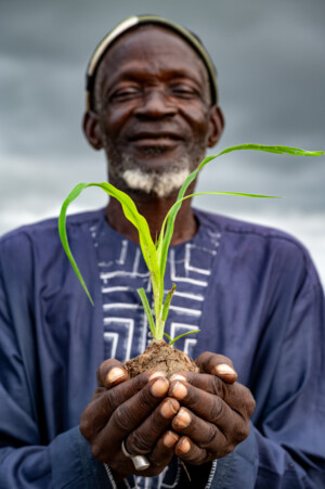 Gai Sowe, Member Gengi Wollof Farmer Field School, holding millet seedling.
Community seedbank at the Genji Wolof Vegetable Garden.
Photo taken during a visit to The Gambia on 27-29 August 2023 to document success stories under a project “Improving Agricultural Resilience to Salinity through Development and Promotion of Pro-poor Technologies (RESADE)” implemented by the International Center for Biosaline Agriculture (ICBA) and funded by the International Fund for Agricultural Development (IFAD) and the Arab Bank for Economic Development in Africa (BADEA).
More information about the project can be found at: resade.biosaline.org/
Photo credit: Michael Major for ICBA