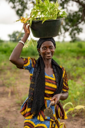 Community seedbank at the Genji Wolof Vegetable Garden.
Photo taken during a visit to The Gambia on 27-29 August 2023 to document success stories under a project “Improving Agricultural Resilience to Salinity through Development and Promotion of Pro-poor Technologies (RESADE)” implemented by the International Center for Biosaline Agriculture (ICBA) and funded by the International Fund for Agricultural Development (IFAD) and the Arab Bank for Economic Development in Africa (BADEA).
More information about the project can be found at: resade.biosaline.org/
Photo credit: Michael Major for ICBA