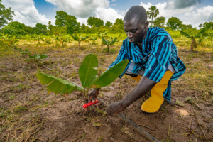 RESADE staff provided training to Alhagie Ceesay, a  farmer near Saraduta, on irrigation methods.
Photo taken during a visit to The Gambia on 27-29 August 2023 to document success stories under a project “Improving Agricultural Resilience to Salinity through Development and Promotion of Pro-poor Technologies (RESADE)” implemented by the International Center for Biosaline Agriculture (ICBA) and funded by the International Fund for Agricultural Development (IFAD) and the Arab Bank for Economic Development in Africa (BADEA).
More information about the project can be found at: resade.biosaline.org/
Photo credit: Michael Major for ICBA