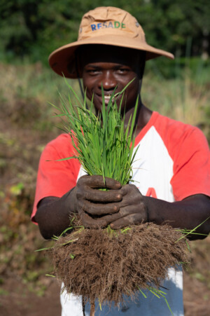 Mr. Kindo Kamara of Tabulor Farmers Cooperative shows rice that has been grown in a nursery and is ready to transplant. Members of various cooperatives from Rokupr, demonstrate how they have learned to transplant rice in straight rows in a rice paddy on the farm of the Sierra Leone Agricultural Research Institute.
Photo taken during a visit to Sierra Leone on 31 August 2023 to document success stories under a project “Improving Agricultural Resilience to Salinity through Development and Promotion of Pro-poor Technologies (RESADE)” implemented by the International Center for Biosaline Agriculture (ICBA) and funded by the International Fund for Agricultural Development (IFAD) and the Arab Bank for Economic Development in Africa (BADEA).
More information about the project can be found at: resade.biosaline.org/
Photo credit: Michael Major for ICBA