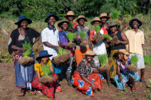 Members of various cooperatives from Rokupr, demonstrate how they have learned to transplant rice in straight rows in a rice paddy on the farm of the Sierra Leone Agricultural Research Institute.
Photo taken during a visit to Sierra Leone on 31 August 2023 to document success stories under a project “Improving Agricultural Resilience to Salinity through Development and Promotion of Pro-poor Technologies (RESADE)” implemented by the International Center for Biosaline Agriculture (ICBA) and funded by the International Fund for Agricultural Development (IFAD) and the Arab Bank for Economic Development in Africa (BADEA).
More information about the project can be found at: resade.biosaline.org/
Photo credit: Michael Major for ICBA