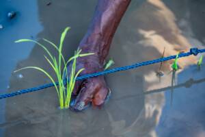Members of various cooperatives from Rokupr, demonstrate how they have learned to transplant rice in straight rows in a rice paddy on the farm of the Sierra Leone Agricultural Research Institute.
Photo taken during a visit to Sierra Leone on 31 August 2023 to document success stories under a project “Improving Agricultural Resilience to Salinity through Development and Promotion of Pro-poor Technologies (RESADE)” implemented by the International Center for Biosaline Agriculture (ICBA) and funded by the International Fund for Agricultural Development (IFAD) and the Arab Bank for Economic Development in Africa (BADEA).
More information about the project can be found at: resade.biosaline.org/
Photo credit: Michael Major for ICBA
