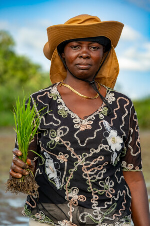 Mrs. Mayealie Bapayor Kamara of the Tawopaneh Farmers Cooperative. Members of various cooperatives from Rokupr, demonstrate how they have learned to transplant rice in straight rows in a rice paddy on the farm of the Sierra Leone Agricultural Research Institute.
Photo taken during a visit to Sierra Leone on 31 August 2023 to document success stories under a project “Improving Agricultural Resilience to Salinity through Development and Promotion of Pro-poor Technologies (RESADE)” implemented by the International Center for Biosaline Agriculture (ICBA) and funded by the International Fund for Agricultural Development (IFAD) and the Arab Bank for Economic Development in Africa (BADEA).
More information about the project can be found at: resade.biosaline.org/
Photo credit: Michael Major for ICBA