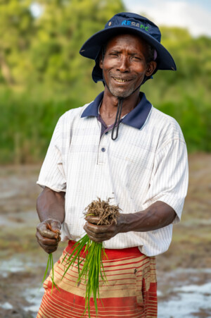 Mr. Offisa Kargbo of the Tamaraneh Farmers Cooperative. Members of various cooperatives from Rokupr, demonstrate how they have learned to transplant rice in straight rows in a rice paddy on the farm of the Sierra Leone Agricultural Research Institute.
Photo taken during a visit to Sierra Leone on 31 August 2023 to document success stories under a project “Improving Agricultural Resilience to Salinity through Development and Promotion of Pro-poor Technologies (RESADE)” implemented by the International Center for Biosaline Agriculture (ICBA) and funded by the International Fund for Agricultural Development (IFAD) and the Arab Bank for Economic Development in Africa (BADEA).
More information about the project can be found at: resade.biosaline.org/
Photo credit: Michael Major for ICBA