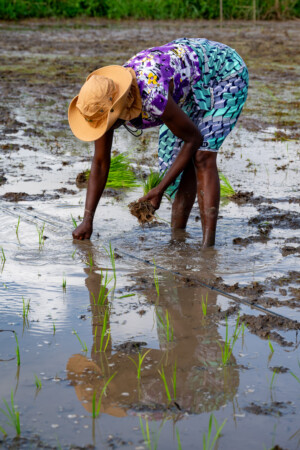 Members of various cooperatives from Rokupr, demonstrate how they have learned to transplant rice in straight rows in a rice paddy on the farm of the Sierra Leone Agricultural Research Institute.
Photo taken during a visit to Sierra Leone on 31 August 2023 to document success stories under a project “Improving Agricultural Resilience to Salinity through Development and Promotion of Pro-poor Technologies (RESADE)” implemented by the International Center for Biosaline Agriculture (ICBA) and funded by the International Fund for Agricultural Development (IFAD) and the Arab Bank for Economic Development in Africa (BADEA).
More information about the project can be found at: resade.biosaline.org/
Photo credit: Michael Major for ICBA