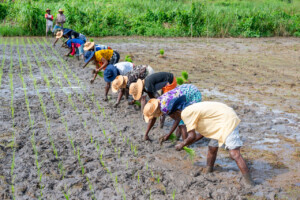 Members of various cooperatives from Rokupr, demonstrate how they have learned to transplant rice in straight rows in a rice paddy on the farm of the Sierra Leone Agricultural Research Institute.
Photo taken during a visit to Sierra Leone on 31 August 2023 to document success stories under a project “Improving Agricultural Resilience to Salinity through Development and Promotion of Pro-poor Technologies (RESADE)” implemented by the International Center for Biosaline Agriculture (ICBA) and funded by the International Fund for Agricultural Development (IFAD) and the Arab Bank for Economic Development in Africa (BADEA).
More information about the project can be found at: resade.biosaline.org/
Photo credit: Michael Major for ICBA