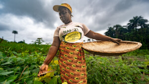 Alice Brown 
The Dehdoyeajay Cooperative in Neekree Community, Grand Bassa, Liberia has planted a community seedbank of improved cowpeas.
Photo taken during a visit to Bassa County, Liberia from 4-5 September 2023 to document success stories under a project “Improving Agricultural Resilience to Salinity through Development and Promotion of Pro-poor Technologies (RESADE)” implemented by the International Center for Biosaline Agriculture (ICBA) and funded by the International Fund for Agricultural Development (IFAD) and the Arab Bank for Economic Development in Africa (BADEA).
More information about the project can be found at: resade.biosaline.org/
Photo credit: Michael Major for ICBA