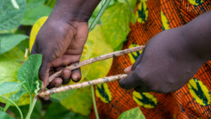 Alice Brown 
The Dehdoyeajay Cooperative in Neekree Community, Grand Bassa, Liberia has planted a community seedbank of improved cowpeas.
Photo taken during a visit to Bassa County, Liberia from 4-5 September 2023 to document success stories under a project “Improving Agricultural Resilience to Salinity through Development and Promotion of Pro-poor Technologies (RESADE)” implemented by the International Center for Biosaline Agriculture (ICBA) and funded by the International Fund for Agricultural Development (IFAD) and the Arab Bank for Economic Development in Africa (BADEA).
More information about the project can be found at: resade.biosaline.org/
Photo credit: Michael Major for ICBA
