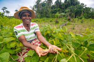 Catherine Kugbeh
The Dehdoyeajay Cooperative in Neekree Community, Grand Bassa, Liberia has planted a community seedbank of improved cowpeas.
Photo taken during a visit to Bassa County, Liberia from 4-5 September 2023 to document success stories under a project “Improving Agricultural Resilience to Salinity through Development and Promotion of Pro-poor Technologies (RESADE)” implemented by the International Center for Biosaline Agriculture (ICBA) and funded by the International Fund for Agricultural Development (IFAD) and the Arab Bank for Economic Development in Africa (BADEA).
More information about the project can be found at: resade.biosaline.org/
Photo credit: Michael Major for ICBA