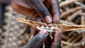 The Dehdoyeajay Cooperative in Neekree Community, Grand Bassa, Liberia has planted a community seedbank of improved cowpeas.
Photo taken during a visit to Bassa County, Liberia from 4-5 September 2023 to document success stories under a project “Improving Agricultural Resilience to Salinity through Development and Promotion of Pro-poor Technologies (RESADE)” implemented by the International Center for Biosaline Agriculture (ICBA) and funded by the International Fund for Agricultural Development (IFAD) and the Arab Bank for Economic Development in Africa (BADEA).
More information about the project can be found at: resade.biosaline.org/
Photo credit: Michael Major for ICBA