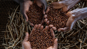 The Dehdoyeajay Cooperative in Neekree Community, Grand Bassa, Liberia has planted a community seedbank of improved cowpeas.
Photo taken during a visit to Bassa County, Liberia from 4-5 September 2023 to document success stories under a project “Improving Agricultural Resilience to Salinity through Development and Promotion of Pro-poor Technologies (RESADE)” implemented by the International Center for Biosaline Agriculture (ICBA) and funded by the International Fund for Agricultural Development (IFAD) and the Arab Bank for Economic Development in Africa (BADEA).
More information about the project can be found at: resade.biosaline.org/
Photo credit: Michael Major for ICBA