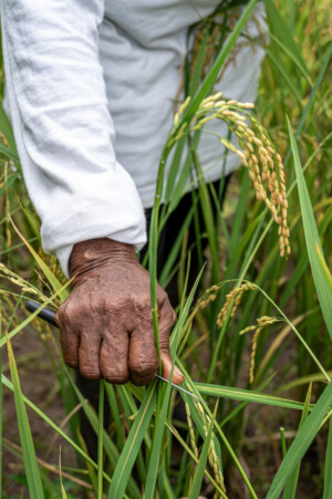 United Women Cooperative at Dirt Community, Grand Bassa, Liberia.
Photo taken during a visit to Bassa County, Liberia from 4-5 September 2023 to document success stories under a project “Improving Agricultural Resilience to Salinity through Development and Promotion of Pro-poor Technologies (RESADE)” implemented by the International Center for Biosaline Agriculture (ICBA) and funded by the International Fund for Agricultural Development (IFAD) and the Arab Bank for Economic Development in Africa (BADEA).
More information about the project can be found at: resade.biosaline.org/
Photo credit: Michael Major for ICBA