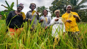 United Women Cooperative at Dirt Community, Grand Bassa, Liberia.
Photo taken during a visit to Bassa County, Liberia from 4-5 September 2023 to document success stories under a project “Improving Agricultural Resilience to Salinity through Development and Promotion of Pro-poor Technologies (RESADE)” implemented by the International Center for Biosaline Agriculture (ICBA) and funded by the International Fund for Agricultural Development (IFAD) and the Arab Bank for Economic Development in Africa (BADEA).
More information about the project can be found at: resade.biosaline.org/
Photo credit: Michael Major for ICBA