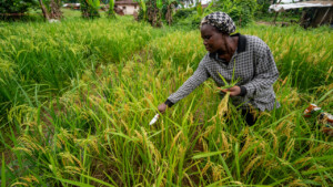 Patience Kpan
United Women Cooperative at Dirt Community, Grand Bassa, Liberia.
Photo taken during a visit to Bassa County, Liberia from 4-5 September 2023 to document success stories under a project “Improving Agricultural Resilience to Salinity through Development and Promotion of Pro-poor Technologies (RESADE)” implemented by the International Center for Biosaline Agriculture (ICBA) and funded by the International Fund for Agricultural Development (IFAD) and the Arab Bank for Economic Development in Africa (BADEA).
More information about the project can be found at: resade.biosaline.org/
Photo credit: Michael Major for ICBA
