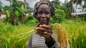 Patience Kpan
United Women Cooperative at Dirt Community, Grand Bassa, Liberia.
Photo taken during a visit to Bassa County, Liberia from 4-5 September 2023 to document success stories under a project “Improving Agricultural Resilience to Salinity through Development and Promotion of Pro-poor Technologies (RESADE)” implemented by the International Center for Biosaline Agriculture (ICBA) and funded by the International Fund for Agricultural Development (IFAD) and the Arab Bank for Economic Development in Africa (BADEA).
More information about the project can be found at: resade.biosaline.org/
Photo credit: Michael Major for ICBA