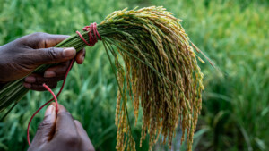 United Women Cooperative at Dirt Community, Grand Bassa, Liberia.
Photo taken during a visit to Bassa County, Liberia from 4-5 September 2023 to document success stories under a project “Improving Agricultural Resilience to Salinity through Development and Promotion of Pro-poor Technologies (RESADE)” implemented by the International Center for Biosaline Agriculture (ICBA) and funded by the International Fund for Agricultural Development (IFAD) and the Arab Bank for Economic Development in Africa (BADEA).
More information about the project can be found at: resade.biosaline.org/
Photo credit: Michael Major for ICBA
