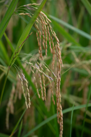 United Women Cooperative at Dirt Community, Grand Bassa, Liberia.
Photo taken during a visit to Bassa County, Liberia from 4-5 September 2023 to document success stories under a project “Improving Agricultural Resilience to Salinity through Development and Promotion of Pro-poor Technologies (RESADE)” implemented by the International Center for Biosaline Agriculture (ICBA) and funded by the International Fund for Agricultural Development (IFAD) and the Arab Bank for Economic Development in Africa (BADEA).
More information about the project can be found at: resade.biosaline.org/
Photo credit: Michael Major for ICBA