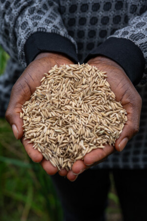 United Women Cooperative at Dirt Community, Grand Bassa, Liberia.
Photo taken during a visit to Bassa County, Liberia from 4-5 September 2023 to document success stories under a project “Improving Agricultural Resilience to Salinity through Development and Promotion of Pro-poor Technologies (RESADE)” implemented by the International Center for Biosaline Agriculture (ICBA) and funded by the International Fund for Agricultural Development (IFAD) and the Arab Bank for Economic Development in Africa (BADEA).
More information about the project can be found at: resade.biosaline.org/
Photo credit: Michael Major for ICBA