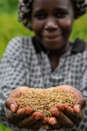 United Women Cooperative at Dirt Community, Grand Bassa, Liberia.
Photo taken during a visit to Bassa County, Liberia from 4-5 September 2023 to document success stories under a project “Improving Agricultural Resilience to Salinity through Development and Promotion of Pro-poor Technologies (RESADE)” implemented by the International Center for Biosaline Agriculture (ICBA) and funded by the International Fund for Agricultural Development (IFAD) and the Arab Bank for Economic Development in Africa (BADEA).
More information about the project can be found at: resade.biosaline.org/
Photo credit: Michael Major for ICBA