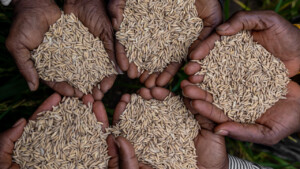 United Women Cooperative at Dirt Community, Grand Bassa, Liberia.
Photo taken during a visit to Bassa County, Liberia from 4-5 September 2023 to document success stories under a project “Improving Agricultural Resilience to Salinity through Development and Promotion of Pro-poor Technologies (RESADE)” implemented by the International Center for Biosaline Agriculture (ICBA) and funded by the International Fund for Agricultural Development (IFAD) and the Arab Bank for Economic Development in Africa (BADEA).
More information about the project can be found at: resade.biosaline.org/
Photo credit: Michael Major for ICBA