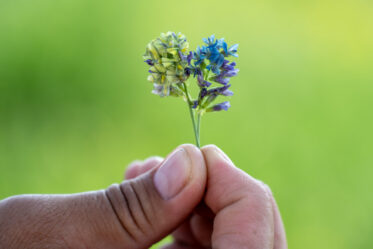 Multi-colored alfalfa (Medicago sativa subspecies varia) at the research farm of the Kazakhstan Research Institute of Agriculture and Plant Growing (KSRIAPG) at Amalybaq Kazakhstan. Crop Trust sponsored visit to Kazakhstan and Kyrgyzstan from 15-28 July to document alfalfa pre-breeding project. Photo: Michael Major for Crop Trust
