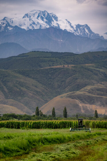 Alfalfa harvest by combine in southwest Kazakhstan. Crop Trust sponsored visit to Kazakhstan and Kyrgyzstan from 15-28 July to document alfalfa pre-breeding project. Photo: Michael Major for Crop Trust