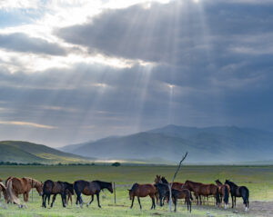 Crop Trust sponsored visit to Kazakhstan and Kyrgyzstan from 15-28 July to document alfalfa pre-breeding project. Photo: Michael Major for Crop Trust