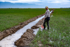 Irrigation of alfalfa in northeastern Kyrgyzstan. Crop Trust sponsored visit to Kazakhstan and Kyrgyzstan from 15-28 July to document alfalfa pre-breeding project. Photo: Michael Major for Crop Trust