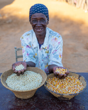 Maize. Farm of Mrs Rebaone Seabelo in Kweneng District of southern Botswana.
Photo taken during a visit to Botswana from 18-20 October 2023 to document success stories under a project “Improving Agricultural Resilience to Salinity through Development and Promotion of Pro-poor Technologies (RESADE)” implemented by the International Center for Biosaline Agriculture (ICBA) and funded by the International Fund for Agricultural Development (IFAD) and the Arab Bank for Economic Development in Africa (BADEA).
More information about the project can be found at: resade.biosaline.org/
Photo credit: Michael Major for ICBA