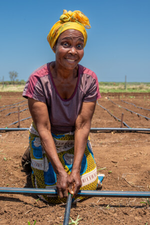 Training activities at the RESADE Moamaba hub.
Photo taken during a visit to Botswana from 23-25 October 2023 to document success stories under a project “Improving Agricultural Resilience to Salinity through Development and Promotion of Pro-poor Technologies (RESADE)” implemented by the International Center for Biosaline Agriculture (ICBA) and funded by the International Fund for Agricultural Development (IFAD) and the Arab Bank for Economic Development in Africa (BADEA).
More information about the project can be found at: resade.biosaline.org/
Photo credit: Michael Major for ICBA