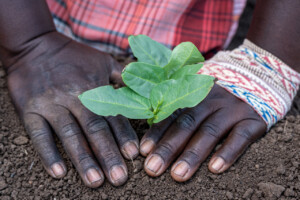 Training activities at the RESADE Moamaba hub.
Photo taken during a visit to Botswana from 23-25 October 2023 to document success stories under a project “Improving Agricultural Resilience to Salinity through Development and Promotion of Pro-poor Technologies (RESADE)” implemented by the International Center for Biosaline Agriculture (ICBA) and funded by the International Fund for Agricultural Development (IFAD) and the Arab Bank for Economic Development in Africa (BADEA).
More information about the project can be found at: resade.biosaline.org/
Photo credit: Michael Major for ICBA