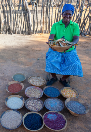 Farm of Mrs Rebaone Seabelo in Kweneng District of southern Botswana.
Photo taken during a visit to Botswana from 18-20 October 2023 to document success stories under a project “Improving Agricultural Resilience to Salinity through Development and Promotion of Pro-poor Technologies (RESADE)” implemented by the International Center for Biosaline Agriculture (ICBA) and funded by the International Fund for Agricultural Development (IFAD) and the Arab Bank for Economic Development in Africa (BADEA).
More information about the project can be found at: resade.biosaline.org/
Photo credit: Michael Major for ICBA