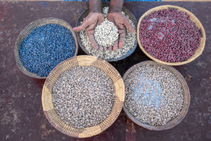 Cowpea. Farm of Mrs Rebaone Seabelo in Kweneng District of southern Botswana.
Photo taken during a visit to Botswana from 18-20 October 2023 to document success stories under a project “Improving Agricultural Resilience to Salinity through Development and Promotion of Pro-poor Technologies (RESADE)” implemented by the International Center for Biosaline Agriculture (ICBA) and funded by the International Fund for Agricultural Development (IFAD) and the Arab Bank for Economic Development in Africa (BADEA).
More information about the project can be found at: resade.biosaline.org/
Photo credit: Michael Major for ICBA