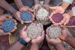 Cowpea. Farm of Mrs Rebaone Seabelo in Kweneng District of southern Botswana.
Photo taken during a visit to Botswana from 18-20 October 2023 to document success stories under a project “Improving Agricultural Resilience to Salinity through Development and Promotion of Pro-poor Technologies (RESADE)” implemented by the International Center for Biosaline Agriculture (ICBA) and funded by the International Fund for Agricultural Development (IFAD) and the Arab Bank for Economic Development in Africa (BADEA).
More information about the project can be found at: resade.biosaline.org/
Photo credit: Michael Major for ICBA