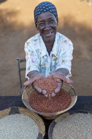 Sorghum. Farm of Mrs Rebaone Seabelo in Kweneng District of southern Botswana.
Photo taken during a visit to Botswana from 18-20 October 2023 to document success stories under a project “Improving Agricultural Resilience to Salinity through Development and Promotion of Pro-poor Technologies (RESADE)” implemented by the International Center for Biosaline Agriculture (ICBA) and funded by the International Fund for Agricultural Development (IFAD) and the Arab Bank for Economic Development in Africa (BADEA).
More information about the project can be found at: resade.biosaline.org/
Photo credit: Michael Major for ICBA