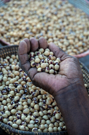 Bambara groundnuts. Farm of Mrs Rebaone Seabelo in Kweneng District of southern Botswana.
Photo taken during a visit to Botswana from 18-20 October 2023 to document success stories under a project “Improving Agricultural Resilience to Salinity through Development and Promotion of Pro-poor Technologies (RESADE)” implemented by the International Center for Biosaline Agriculture (ICBA) and funded by the International Fund for Agricultural Development (IFAD) and the Arab Bank for Economic Development in Africa (BADEA).
More information about the project can be found at: resade.biosaline.org/
Photo credit: Michael Major for ICBA