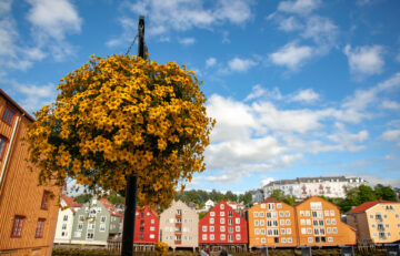Trondheim, Trøndelag, Norway - 14 July 2018:  'Bidens ferulifolia' or tickseed, a Mexican native growing in a hanging basket in the old town of Trondheim along the Nidelva River.