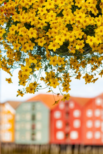 Trondheim, Trøndelag, Norway - 14 July 2018:  'Bidens ferulifolia' or tickseed, a Mexican native growing in a hanging basket in the old town of Trondheim along the Nidelva River.