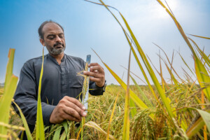 Characterization of rice accessions by staff of the National Genebank of Pakistan at NARC fields in Islamabad.
Mr. Rizwan Nazir, Lab Attendant, Plant Genetic Resources Institute
Visit by Michael Major, consultant to Crop Trust, to document BOLD WP1 activities at Pakistan's Plant Genetic Resources Institute and National Genebank of Pakistan from 28 October to 1 November 2024.
Photo: Michael Major for Crop Trust