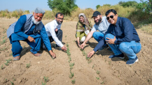 Visit ot farmers of Kot Sarang, Punjab to view chickpea trials and community seedbank.
Visit by Michael Major, consultant to Crop Trust, to document BOLD WP1 activities at Pakistan's Plant Genetic Resources Institute and National Genebank of Pakistan from 28 October to 1 November 2024.
Photo: Michael Major for Crop Trust