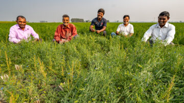 BOLD WP2 grasspea visit to Nadia district in southern West Bengal.
The district is largely alluvial plain, formed by the constant shifting of the various rivers of the Ganges Delta.
Grasspea is one of the most prominent crops in this region. The BOLD team visited a 28-acre farmers field cultivated with low ODAP grasspea varieties (Ratan and Prateek).
Grasspea. cultivation is dual purpose Along with seeds for human consumption, nutritive fodder is available for animals..
Farmers, by incorporating grasspea in this area overcome challenges and are extremely happy. They opt for relay cropping and broadcast the seed two weeks before harvest to serve as a second, soil-enriching crop.
Photo: Michael Major for Crop Trust