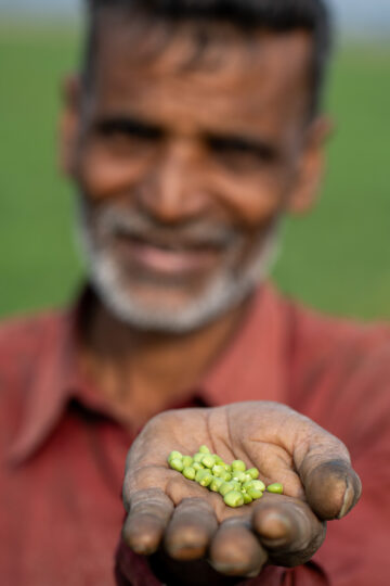 BOLD WP2 grasspea visit to Nadia district in southern West Bengal.
The district is largely alluvial plain, formed by the constant shifting of the various rivers of the Ganges Delta.
Grasspea is one of the most prominent crops in this region. The BOLD team visited a 28-acre farmers field cultivated with low ODAP grasspea varieties (Ratan and Prateek).
Grasspea. cultivation is dual purpose Along with seeds for human consumption, nutritive fodder is available for animals..
Farmers, by incorporating grasspea in this area overcome challenges and are extremely happy. They opt for relay cropping and broadcast the seed two weeks before harvest to serve as a second, soil-enriching crop.
Photo: Michael Major for Crop Trust